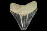 Serrated, Fossil Megalodon Tooth - Florida #110430-1